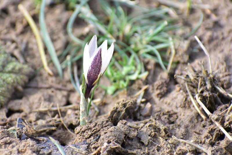 Crocus alatavicus, photographed by Kudaibergen Amirekul