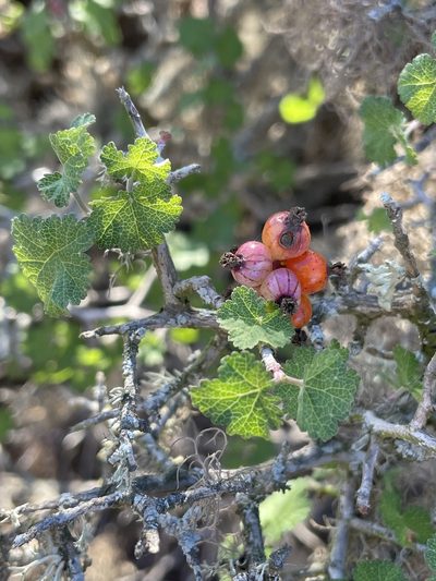 Ribes tortuosum, photographed by Sula Vanderplank