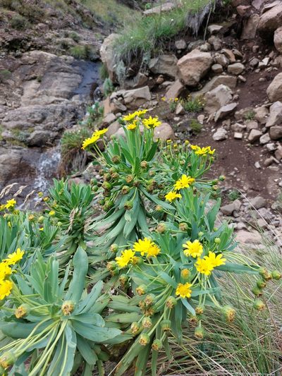 Euryops evansii, photographed by Manuel R Popp