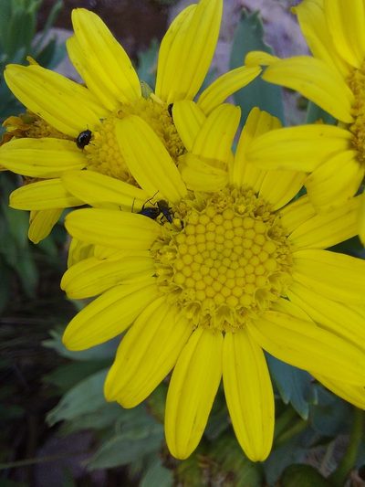 Euryops evansii, photographed by Manuel R Popp