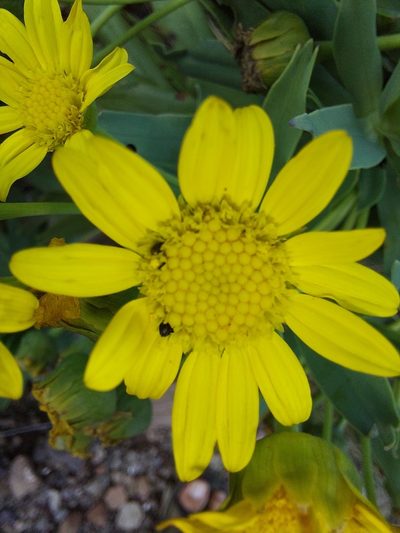 Euryops evansii, photographed by Manuel R Popp