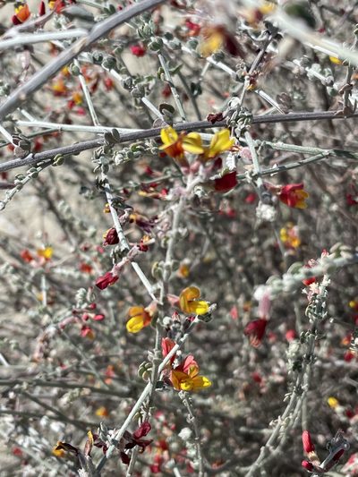 Acmispon distichus, photographed by Sula Vanderplank