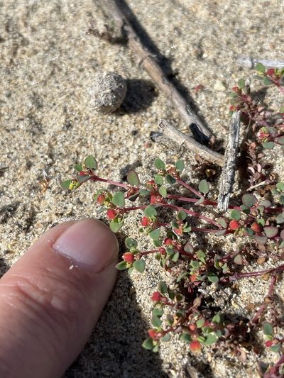 Euphorbia pondii, photographed by Sula Vanderplank