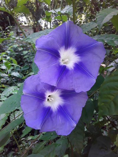 Ipomoea clavata, photographed by Ricard Busquets Reverte