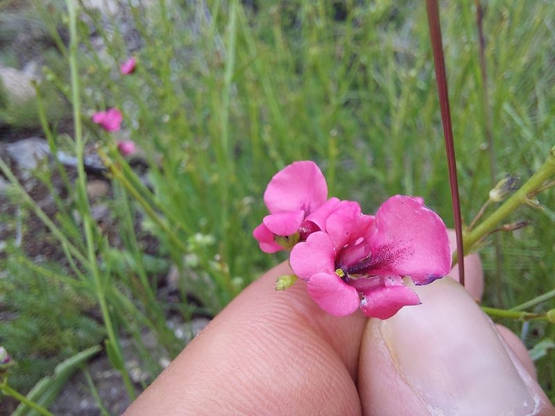 Diascia barberae, photographed by Manuel R Popp