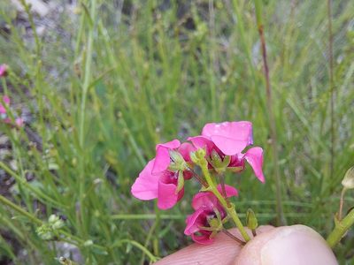 Diascia barberae, photographed by Manuel R Popp