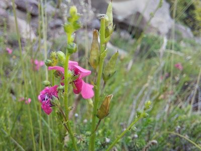 Diascia barberae, photographed by Manuel R Popp