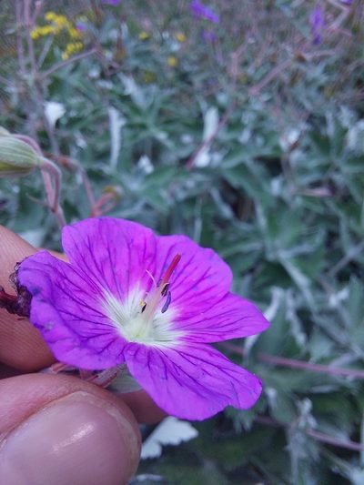 Geranium pulchrum, photographed by Manuel R Popp