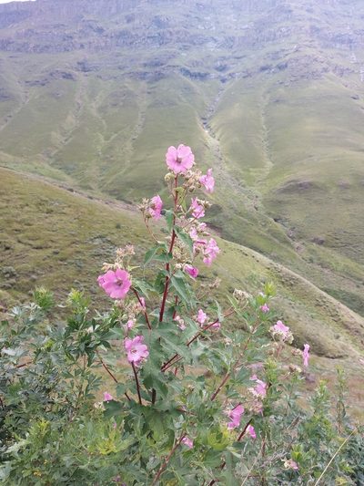 Anisodontea julii, photographed by Manuel R Popp