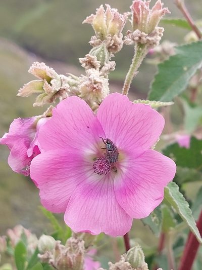 Anisodontea julii, photographed by Manuel R Popp