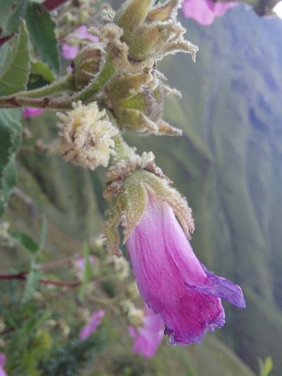 Anisodontea julii, photographed by Manuel R Popp