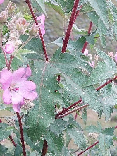 Anisodontea julii, photographed by Manuel R Popp