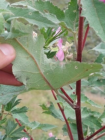 Anisodontea julii, photographed by Manuel R Popp