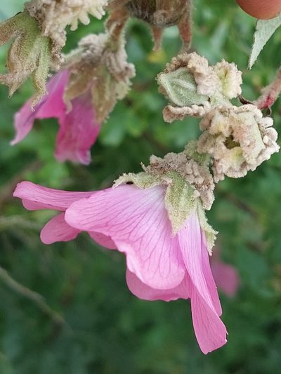 Anisodontea julii, photographed by Manuel R Popp