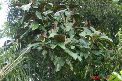 Miconia calvescens, photographed by Alec McClay