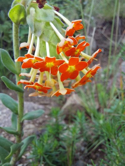 Glumicalyx goseloides, photographed by Manuel R Popp