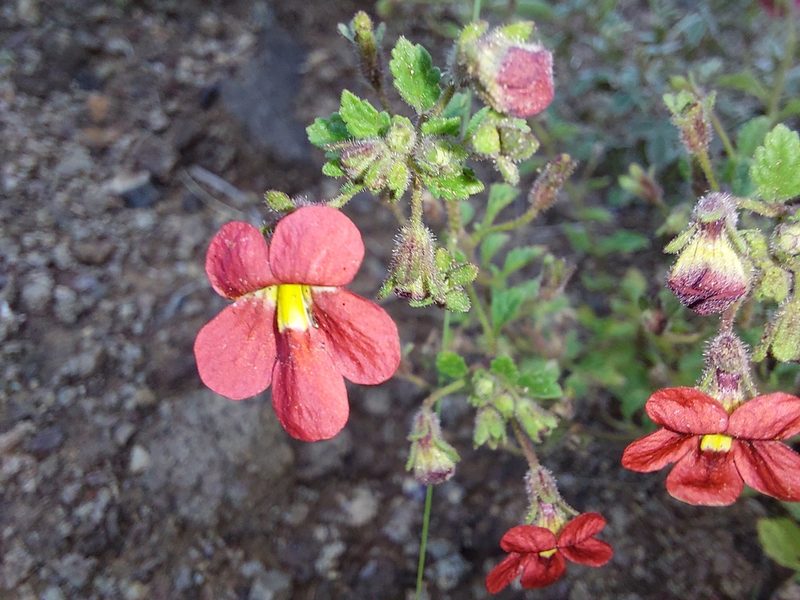 Jamesbrittenia breviflora, photographed by Manuel R Popp