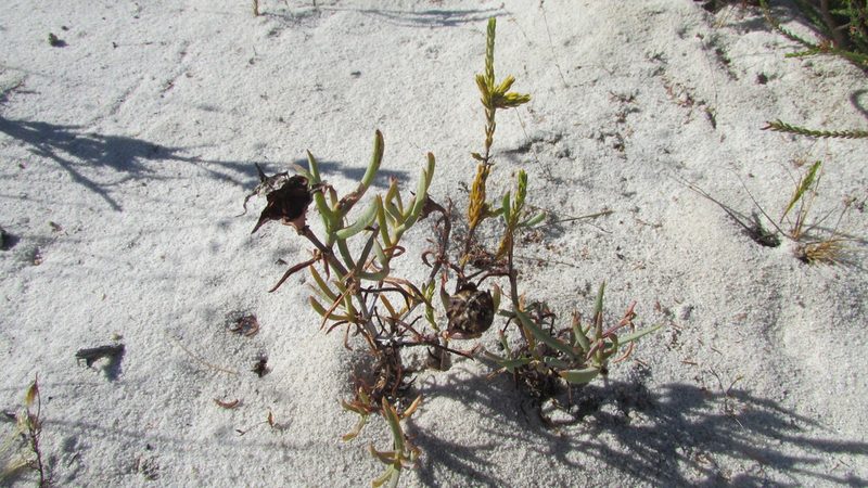 Lampranthus schlechteri, photographed by James Deacon