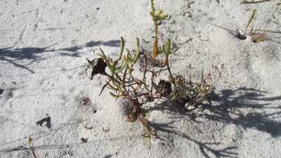 Lampranthus schlechteri, photographed by James Deacon