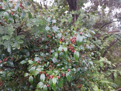 Rhamnus prinoides, photographed by Manuel R Popp