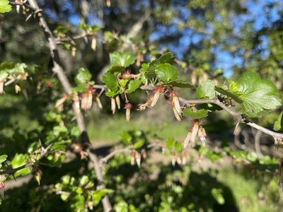 Ribes californicum, photographed by Dee Shea Himes