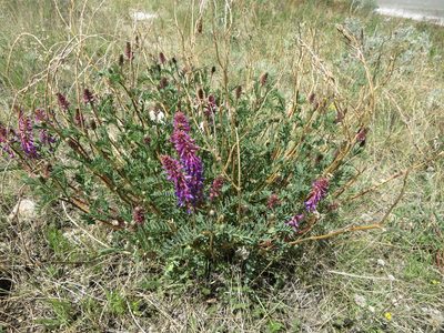 Astragalus bisulcatus, photographed by dghjertaas