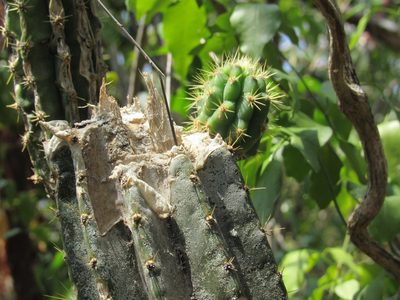 Pilosocereus robinii, photographed by Carter Dorscht