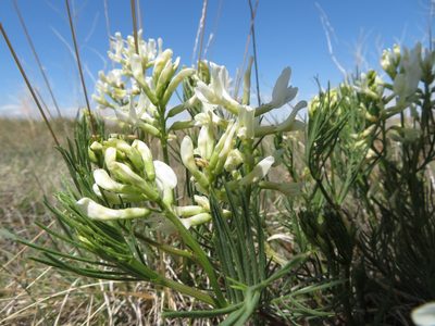 Astragalus pectinatus, photographed by dghjertaas