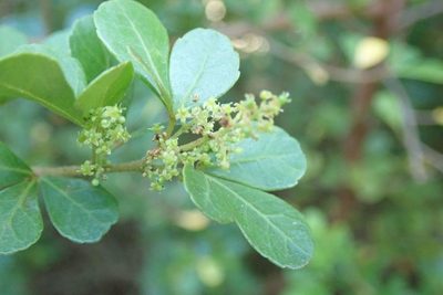 Searsia crenata, photographed by Andrew Deacon