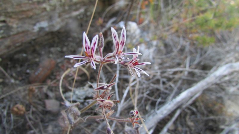 Pelargonium pilosellifolium, photographed by James Deacon