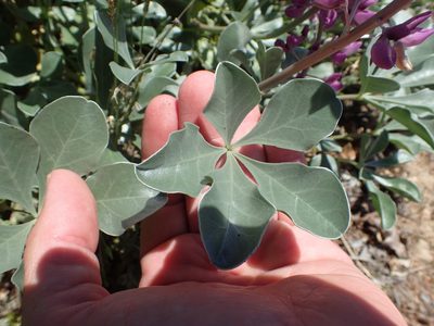 Lupinus sericatus, photographed by rockybajada