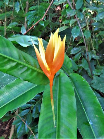Heliconia aurantiaca, photographed by Annika Lindqvist