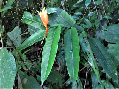 Heliconia aurantiaca, photographed by Annika Lindqvist