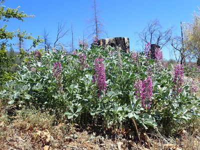 Lupinus sericatus, photographed by rockybajada