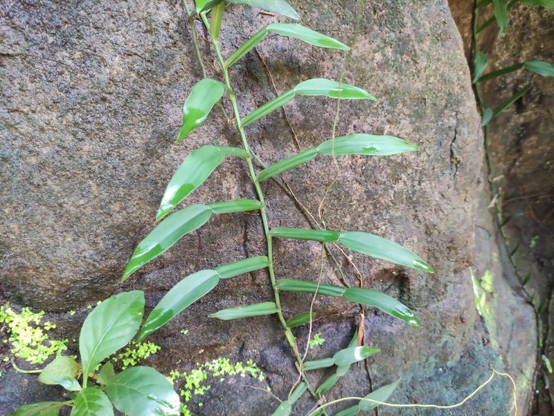 Pothos scandens, photographed by Augustin Soulard