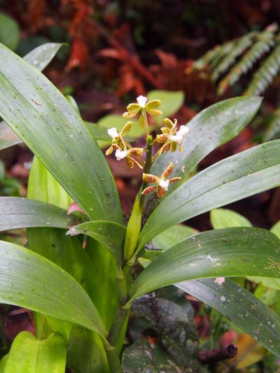 Prosthechea vespa, photographed by Lena Struwe