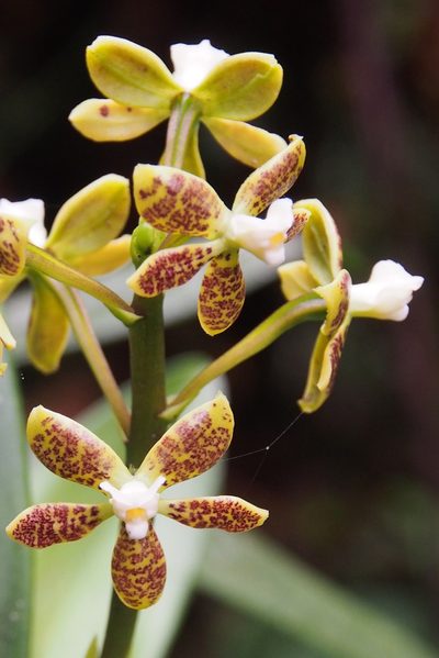 Prosthechea vespa, photographed by Lena Struwe