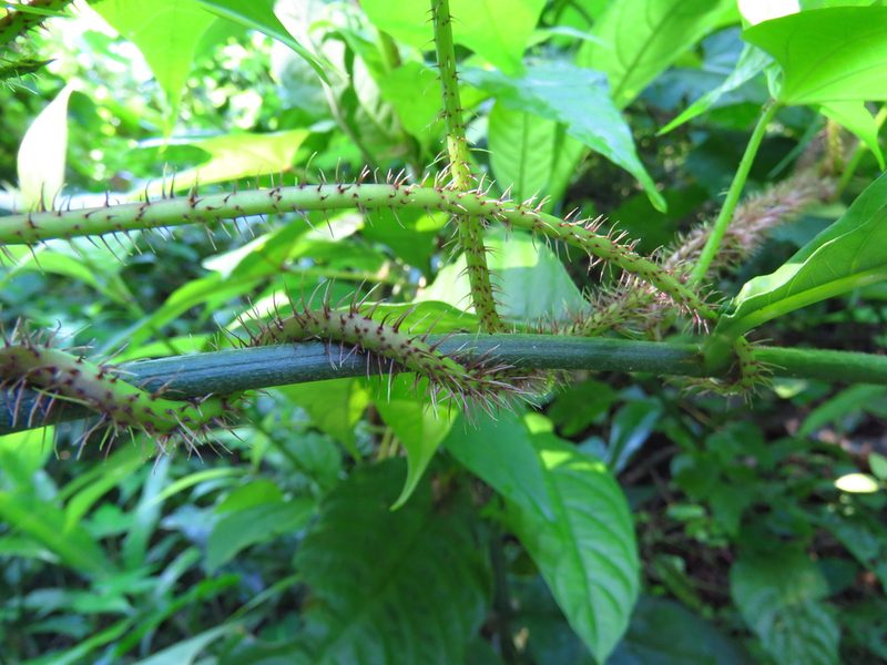 Ipomoea setosa, photographed by Annika Lindqvist