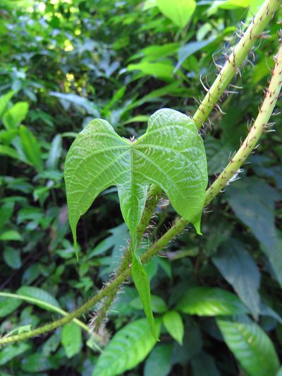 Ipomoea setosa, photographed by Annika Lindqvist