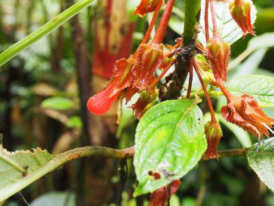 Glossoloma tetragonum, photographed by Lena Struwe