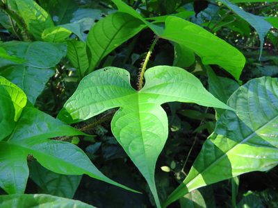 Ipomoea setosa, photographed by Annika Lindqvist