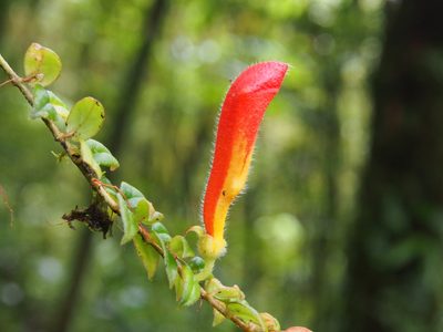 Columnea microcalyx, photographed by Lena Struwe