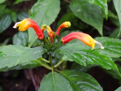 Centropogon granulosus, photographed by Lena Struwe