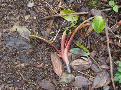 Werauhia notata, photographed by Lena Struwe