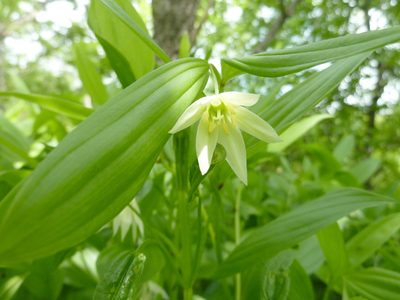 Disporum viridescens, photographed by Andreas Taeger