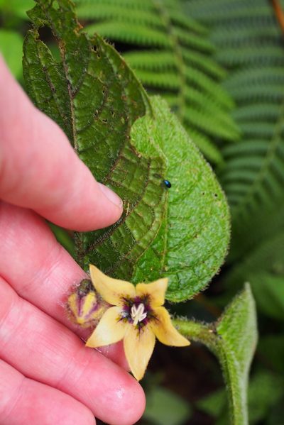 Witheringia maculata, photographed by Lena Struwe