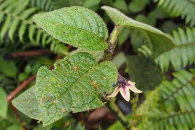 Witheringia maculata, photographed by Lena Struwe