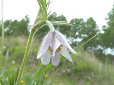 Pulsatilla dahurica, photographed by Andreas Taeger