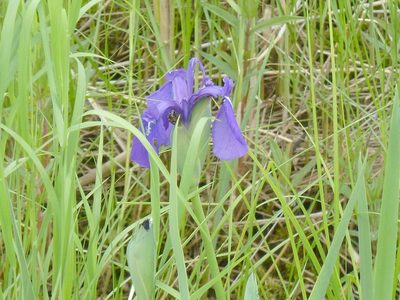 Iris laevigata, photographed by Andreas Taeger