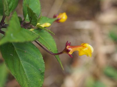 Burmeistera parviflora, photographed by Lena Struwe